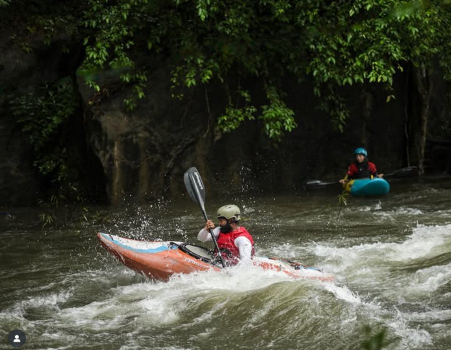 Jellyfish at Malabar River Festival